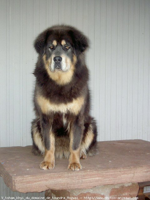 Photo de Dogue du tibet