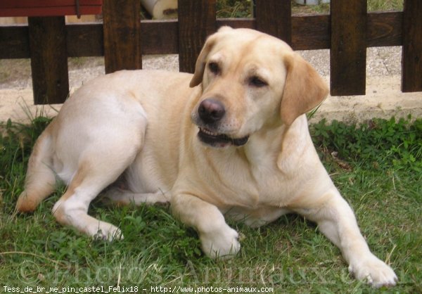 Photo de Labrador retriever