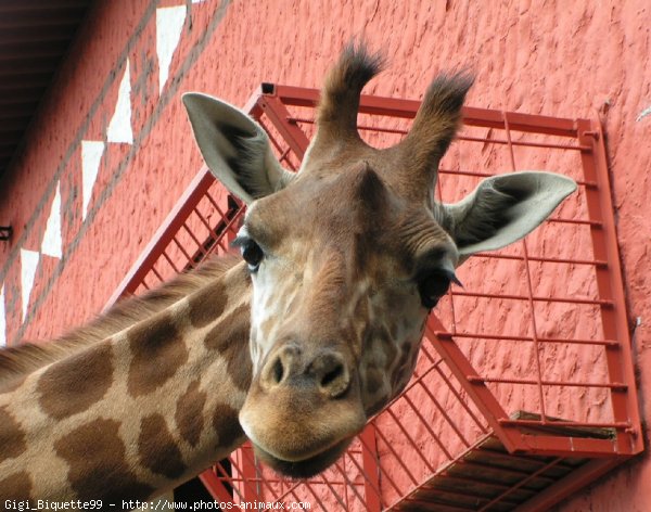 Photo de Girafe