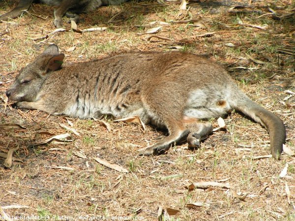 Photo de Wallaby