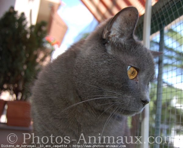 Photo de Chartreux