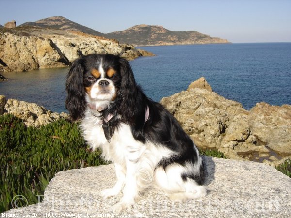 Photo de Cavalier king charles spaniel