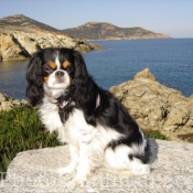 Photo de Cavalier king charles spaniel