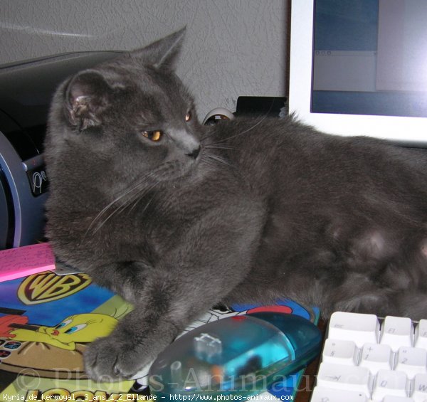 Photo de Chartreux