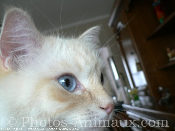 Photo de Ragdoll