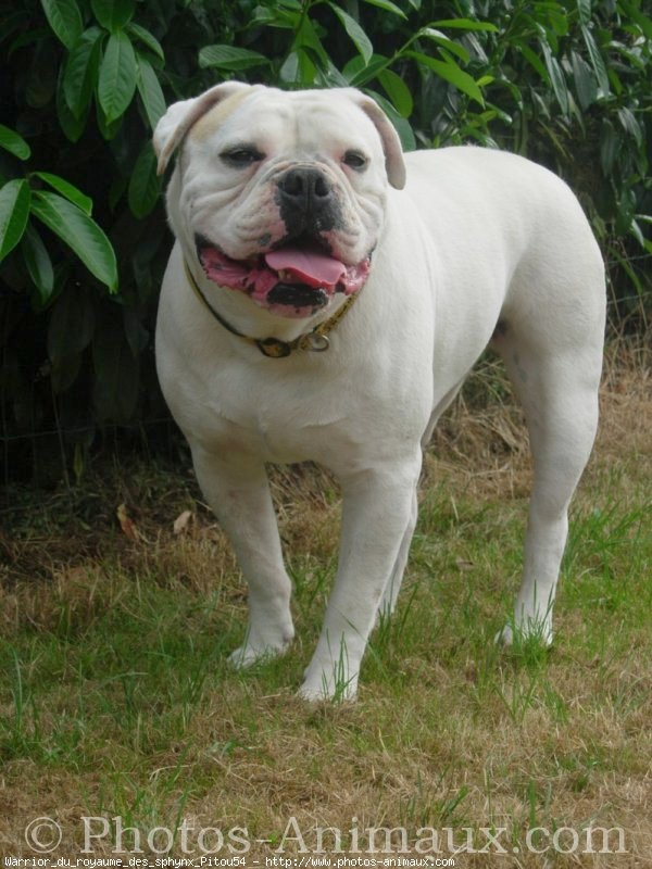 Photo de Bulldog americain