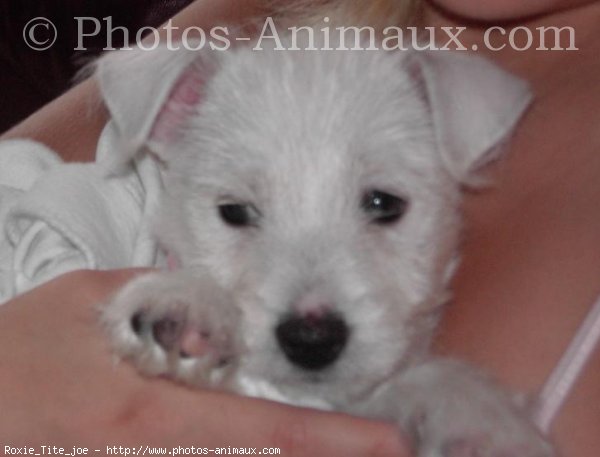 Photo de West highland white terrier