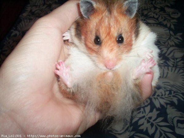 Photo de Hamster