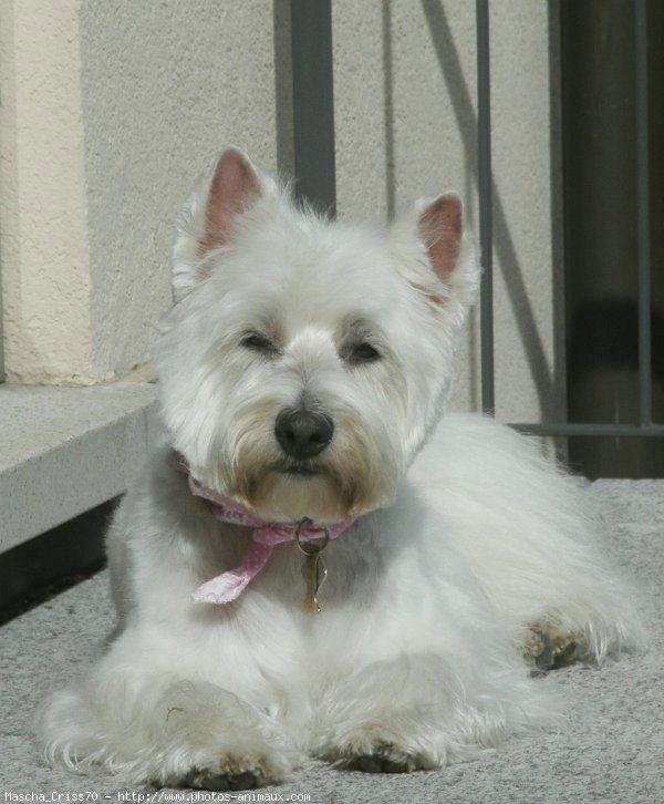 Photo de West highland white terrier