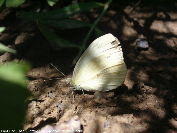 Photo de Papillon