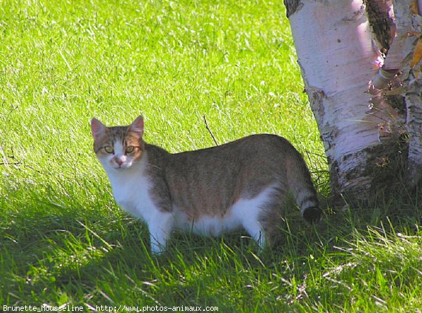 Photo de Chat domestique