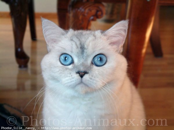 Photo d'Exotic shorthair