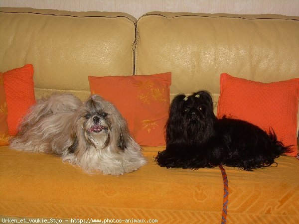 Photo de Shih tzu