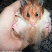 Photo de Hamster