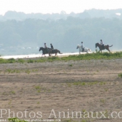 Photo de Races diffrentes