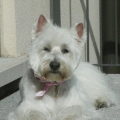 Photo de West highland white terrier