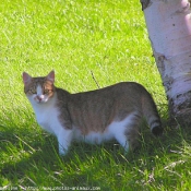 Photo de Chat domestique