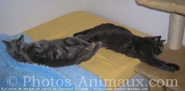 Photo de Chartreux