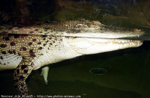 Photo de Crocodile