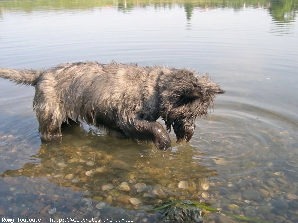 Photo de Cairn terrier