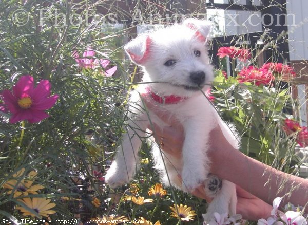 Photo de West highland white terrier