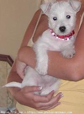 Photo de West highland white terrier