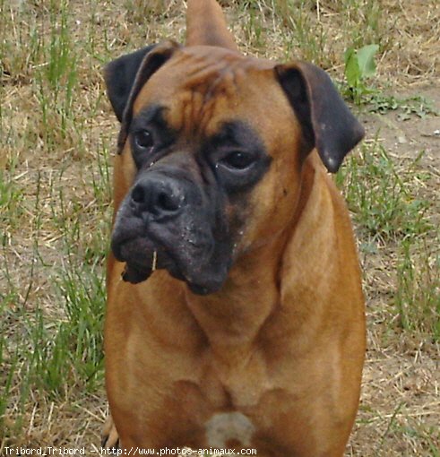 Photo de Boxer