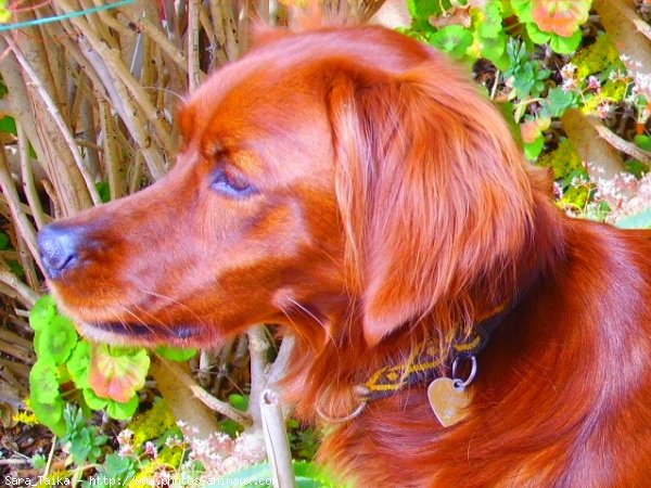 Photo de Setter irlandais rouge