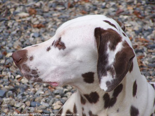 Photo de Dalmatien