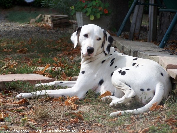 Photo de Dalmatien