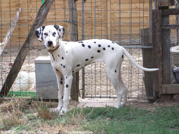 Photo de Dalmatien