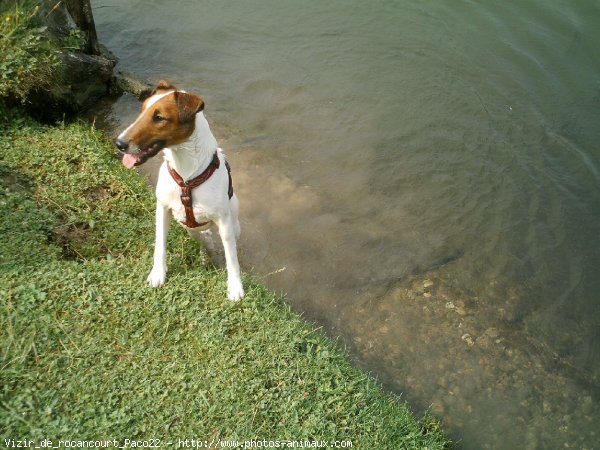 Photo de Fox terrier  poil lisse