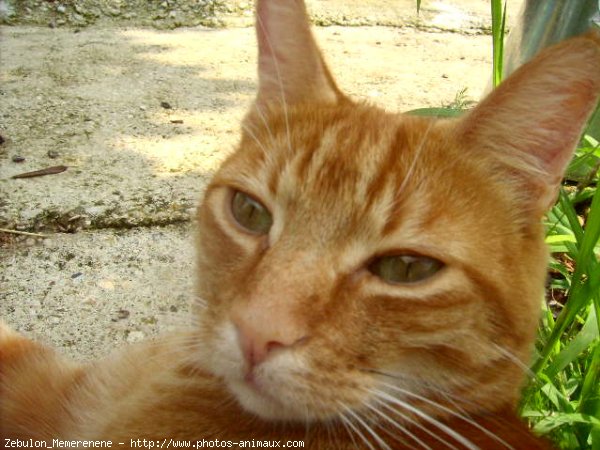 Photo de Chat domestique