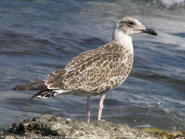 Photo de Mouette