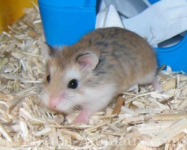 Photo de Hamster