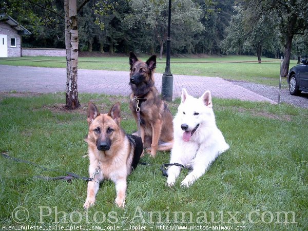 Photo de Races diffrentes