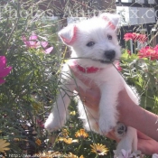 Photo de West highland white terrier