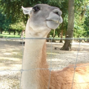 Photo de Lama