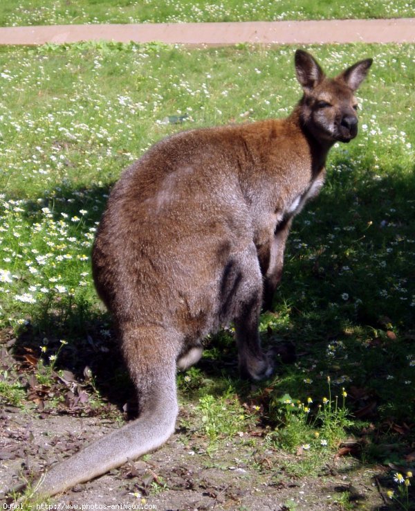 Photo de Wallaby