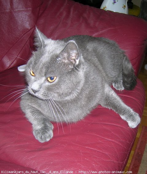 Photo de Chartreux