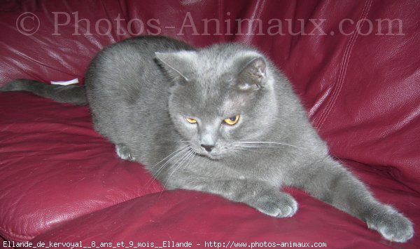 Photo de Chartreux