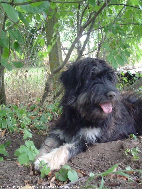 Photo de Chien de berger de la serra aires