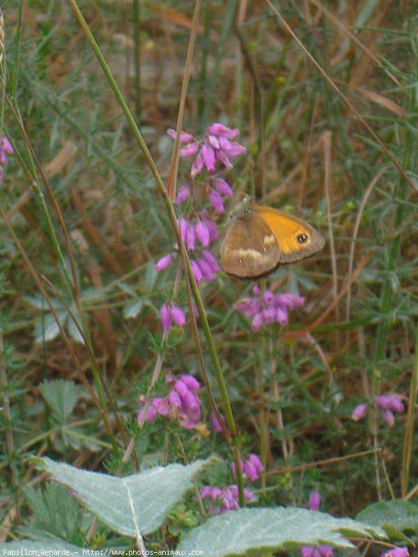 Photo de Papillon