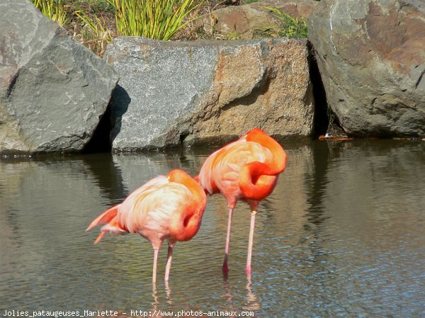 Photo de Flamand rose