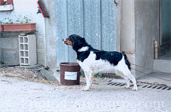 Photo d'Epagneul breton