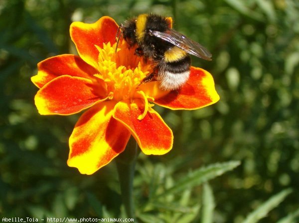 Photo d'Abeille