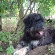 Photo de Chien de berger de la serra aires