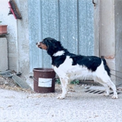 Photo d'Epagneul breton