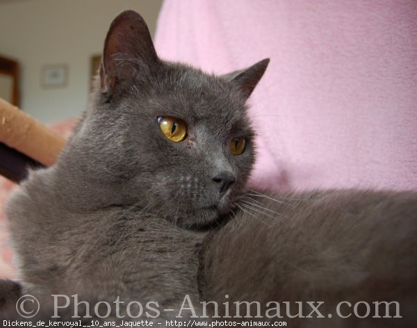 Photo de Chartreux