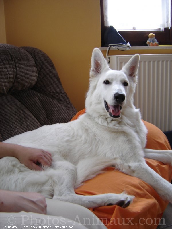 Photo de Berger blanc suisse